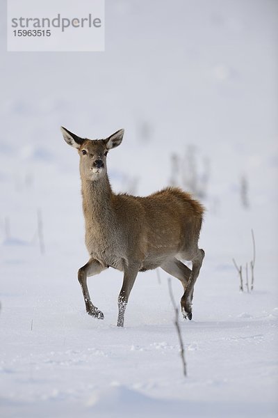 Rothirsch  Cervus elaphus  im Schnee  Deutschland  Europa