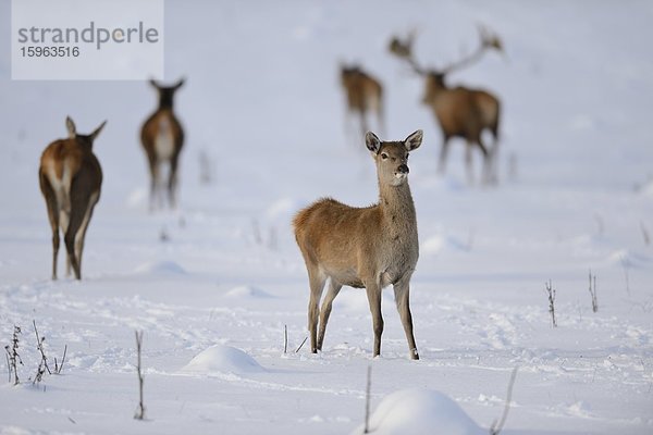 Rothirsche  Cervus elaphus  im Schnee  Deutschland  Europa