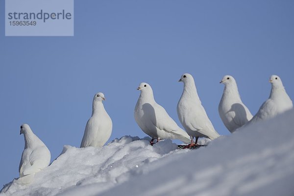 Weiße Tauben im Schnee  Bayern  Deutschland  Europa