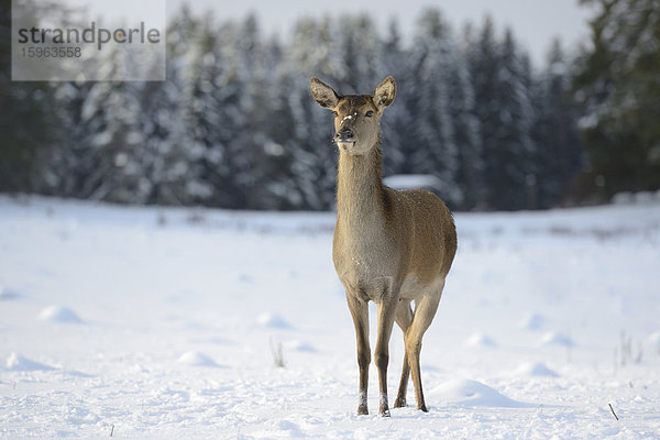 Rothirsch  Cervus elaphus  im Schnee