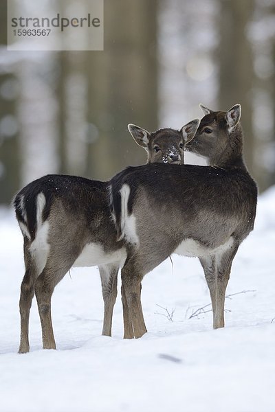 Zwei Damhirsche  Cervus dama  im Schnee  Bayern  Deutschland  Europa