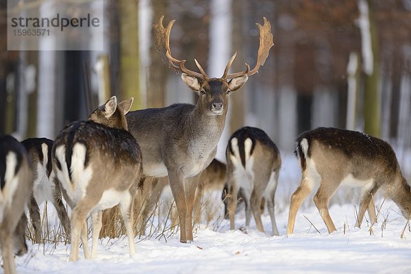 Damhirsche  Cervus dama  im Schnee  Bayern  Deutschland  Europa