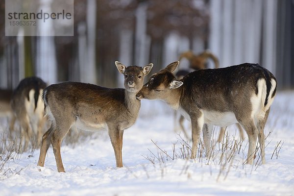 Damhirsche  Cervus dama  im Schnee  Bayern  Deutschland  Europa