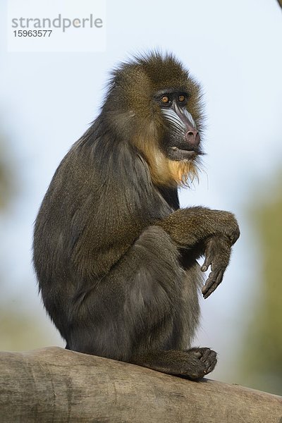 Mandrill (Mandrillus sphinx) im Zoo Augbsurg  Deutschland