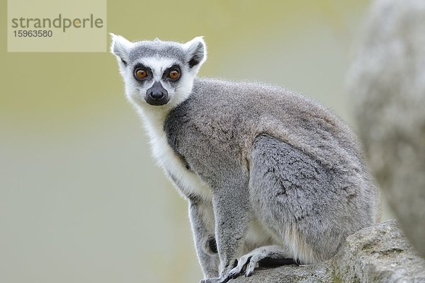 Katta (Lemur catta) im Zoo Augbsurg  Deutschland