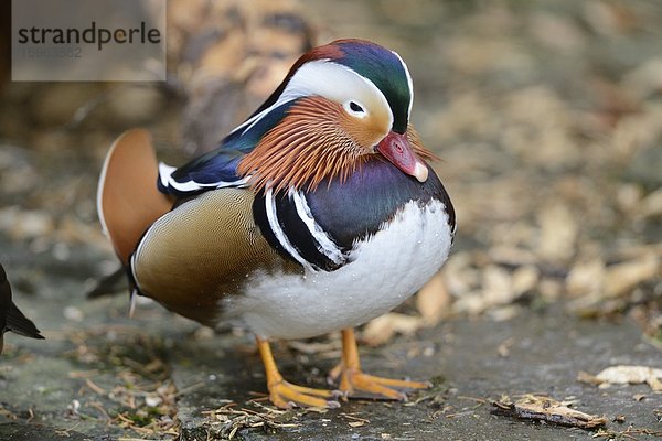 Mandarinente (Aix galericulata) im Zoo Augbsurg  Deutschland