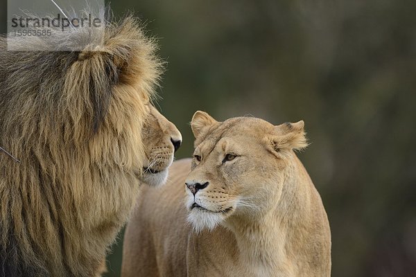 Löwenpaar (Panthera leo) im Zoo Augbsurg  Deutschland