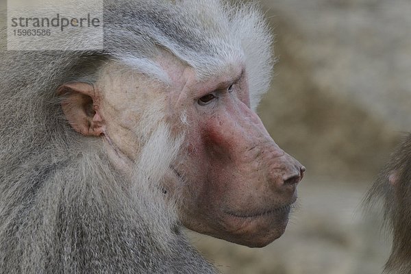 Mantelpavian (Papio hamadryas) im Zoo Augbsurg  Deutschland