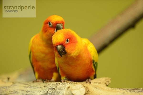 Zwei Sonnensittiche (Aratinga solstitialis) im Zoo Augbsurg  Deutschland