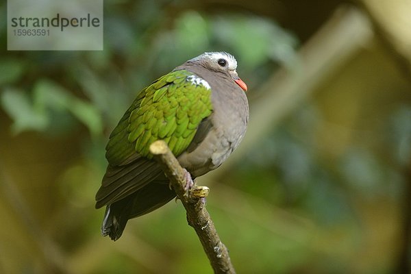 Grünflügeltaube (Chalcophaps indica) im Zoo Augbsurg  Deutschland