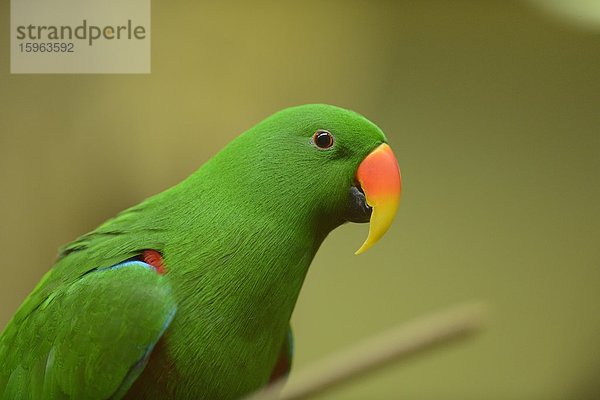 Edelpapagei (Eclectus roratus) im Zoo Augbsurg  Deutschland