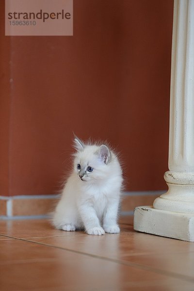 Junge Birma-Katze sitzt auf dem Fußboden