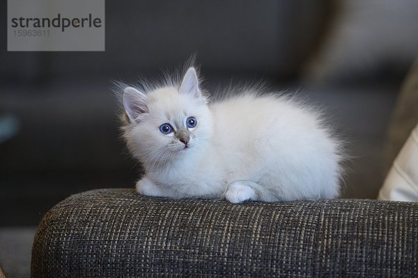 Junge Birma-Katze liegt auf der Couch