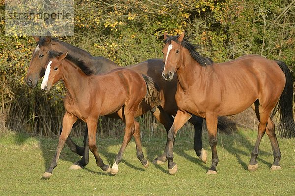 Drei Pferde auf der Weide