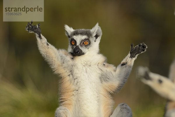 Katta (Lemur catta) im Zoo Augbsurg  Deutschland