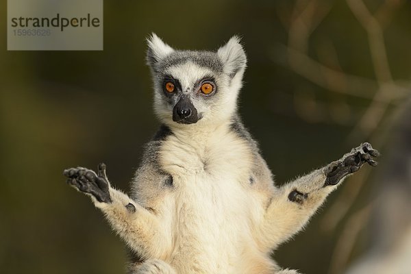 Katta (Lemur catta) im Zoo Augbsurg  Deutschland