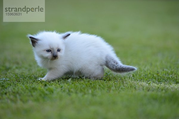 Junge Birma-Katze auf dem Rasen