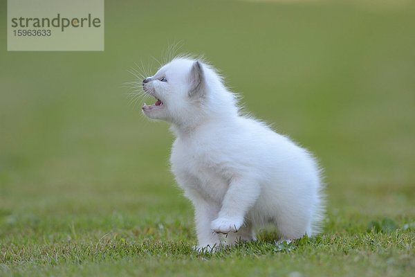 Junge Birma-Katze auf dem Rasen miaut