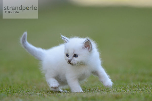 Junge Birma-Katze auf dem Rasen