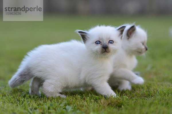 Zwei junge Birma-Katzen auf dem Rasen