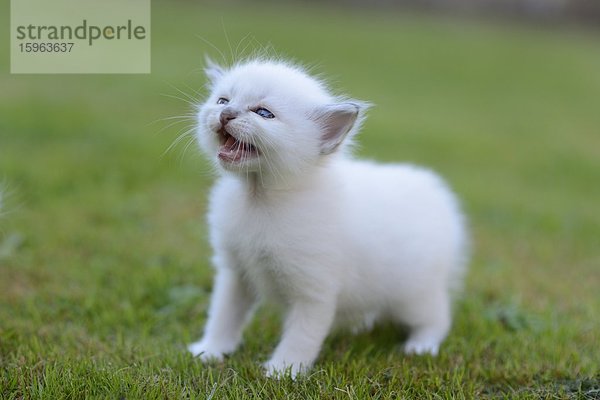 Junge Birma-Katze auf dem Rasen miaut