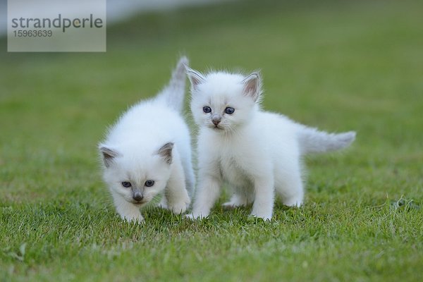 Zwei junge Birma-Katzen auf dem Rasen