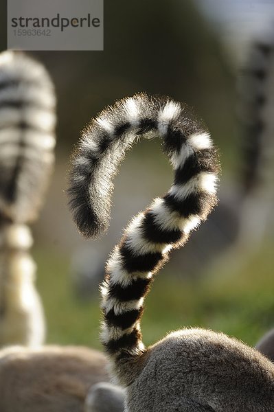 Schwänze von Kattas (Lemur catta) im Zoo Augbsurg  Deutschland