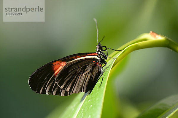 Schmetterling Kleiner Postbote (Heliconius erato)auf einem Blatt