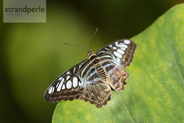 Schmetterling Race lilacinus auf einem Blatt