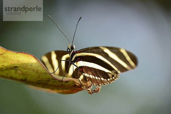 Schmetterling Zebrafalter (Heliconius charithonia) auf einem Blatt