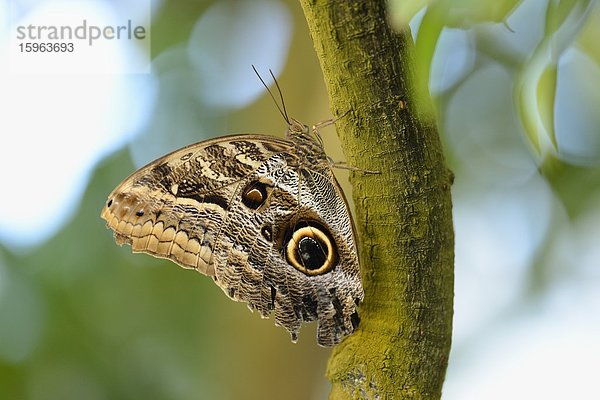 Schmetterling Bananenfalter (Caligo eurilochus) auf einem Ast