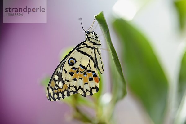 Schmetterling karierter Schwalbenschwanz (Papilio demoleus) auf einem Blatt