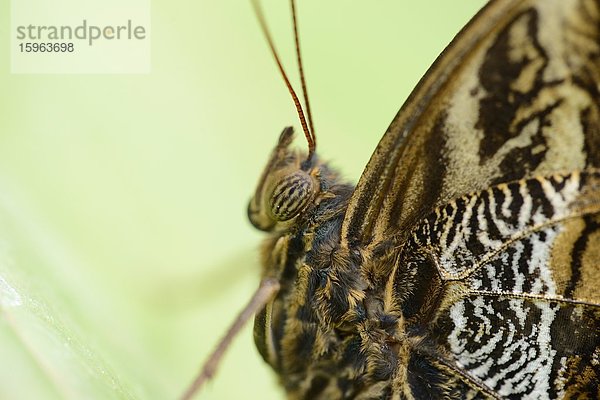 Schmetterling Bananenfalter (Caligo eurilochus)  Makroaufnahme