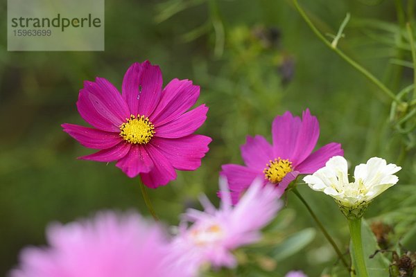 Blühendes Schmuckkörbchen (Cosmos bipinnatus)