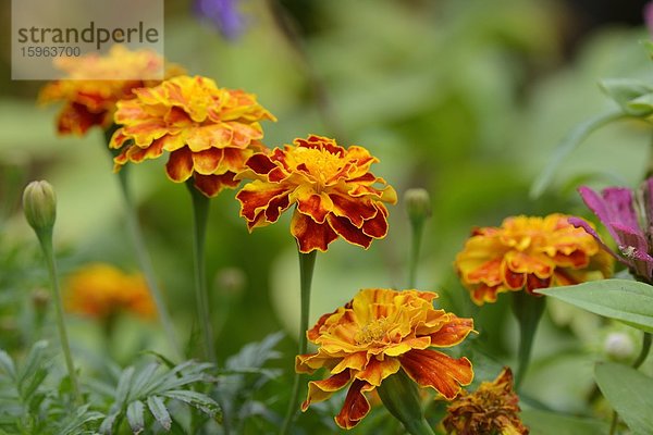 Blühende Tagetes