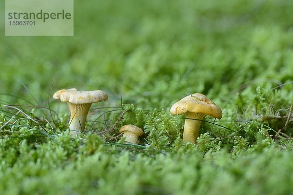 Echte Pfifferlinge (Cantharellus cibarius)