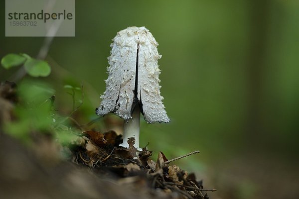 Schopftintling (Coprinus comatus)