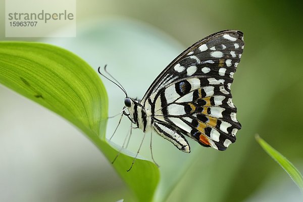Schmetterling karierter Schwalbenschwanz (Papilio demoleus) auf einem Blatt