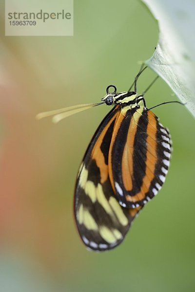 Schmetterling Heliconius ismenius auf einem Blatt