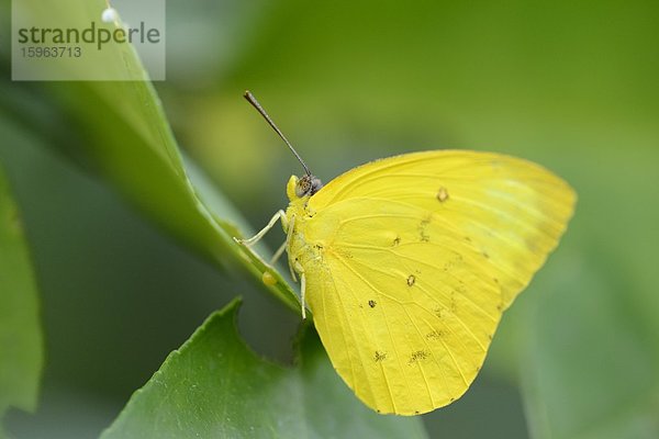 Schmetterling Orangegebänderter Schwefelfalter (Phoebis philea) auf einem Blatt