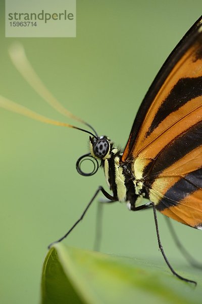 Schmetterling Heliconius ismenius auf einem Blatt  Makroaufnahme