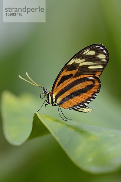 Schmetterling Heliconius ismenius auf einem Blatt