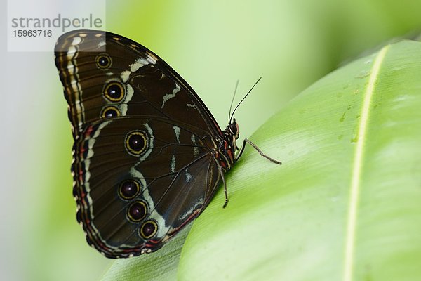 Schmetterling Blauer Morphofalter (Morpho peleides) auf einem Blatt