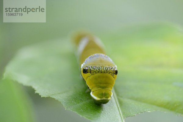 Larve eines Schmetterlings Papilio polytes