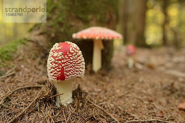 Fliegenpilz (Amanita muscaria)