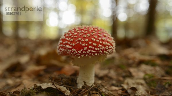 Fliegenpilz (Amanita muscaria)