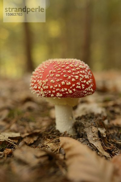 Fliegenpilz (Amanita muscaria)