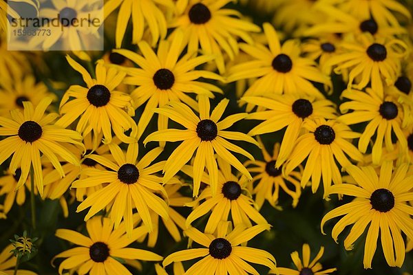 Blühender gelber Sonnenhut (Rudbeckia fulgida)