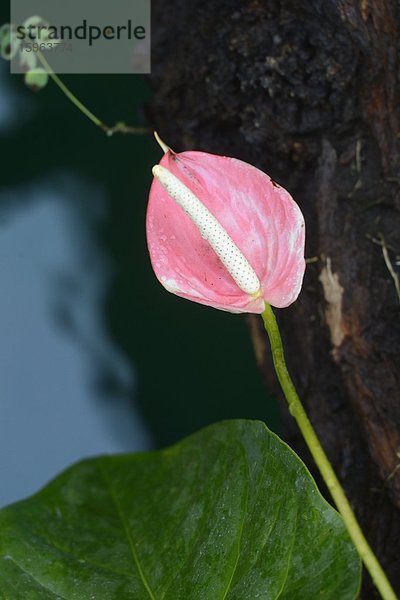 Blühende Flamingoblume (Anthurium)