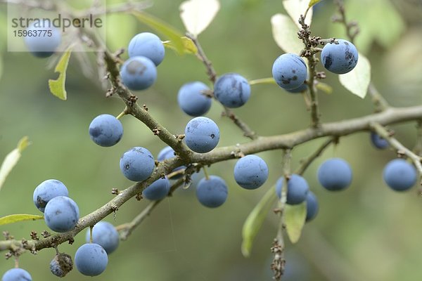 Früchte des Schlehdorns (Prunus spinosa)